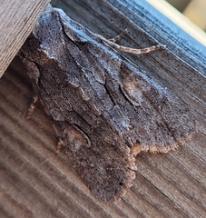 Lithophane furcifera