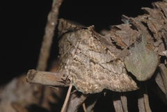 Peribatodes perversaria