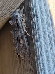 Lithophane furcifera