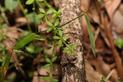 Galium leptogonium