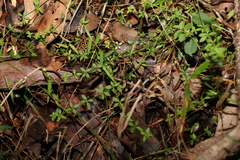 Galium leptogonium