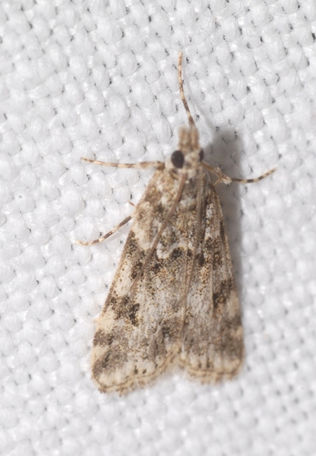 Eudonia lineola