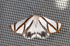 Thalaina angulosa