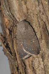 Caradrina flavirena