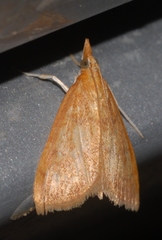 Anania testacealis