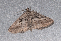Rhoptria asperaria