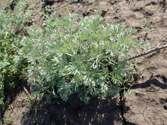 Artemisia