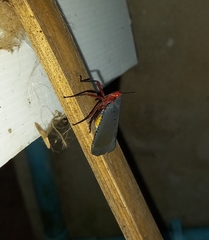 Kalidasa nigromaculata