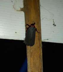 Kalidasa nigromaculata