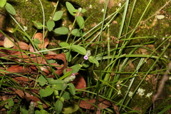 Rostellularia obtusa