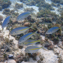 Pseudocaranx dentex