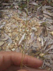 Aristida vagans