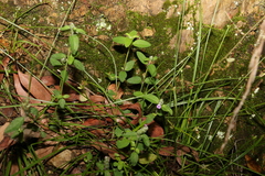 Rostellularia obtusa