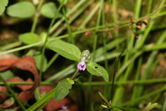 Rostellularia obtusa