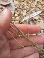 Aristida vagans