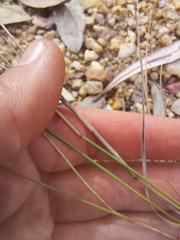 Aristida vagans