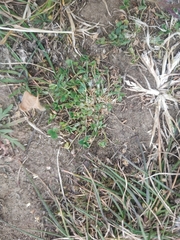 Trifolium suffocatum