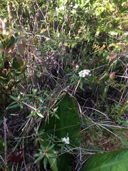 Rhododendron groenlandicum