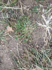 Trifolium suffocatum