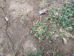 Trifolium suffocatum