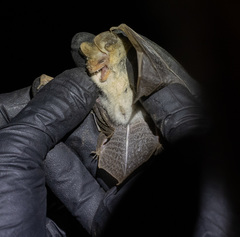Nyctophilus geoffroyi
