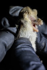 Nyctophilus geoffroyi