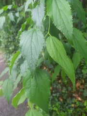 Celtis australis