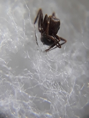 Monomorium indicum