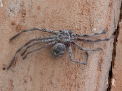 Holconia flindersi