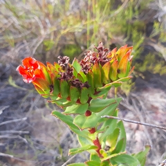 Lobostemon sanguineus