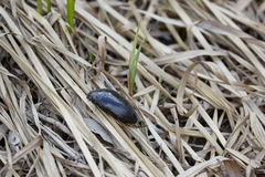 Hydrophilus aterrimus