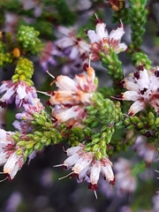 Erica globiceps consors