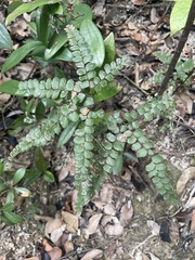 Adiantum flabellulatum