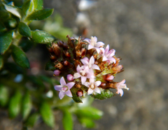Stoebe prostrata
