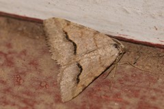 Frederickia s-signata