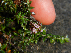 Stoebe prostrata