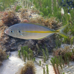 Pseudocaranx dentex