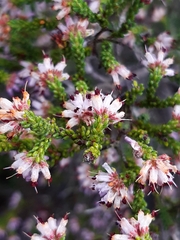 Erica globiceps consors