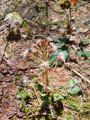 Petasites paradoxus