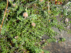 Stoebe prostrata
