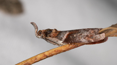 Calguia defiguralis