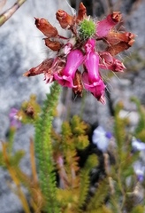 Erica gysbertii