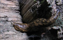 Geomalacus maculosus