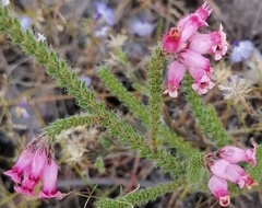 Erica gysbertii