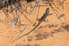 Southern Mallee Ctenotus photo 4