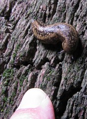 Geomalacus maculosus