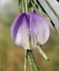 Psoralea aphylla