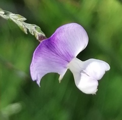 Psoralea aphylla