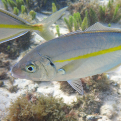 Pseudocaranx dentex