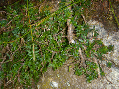 Laurembergia repens